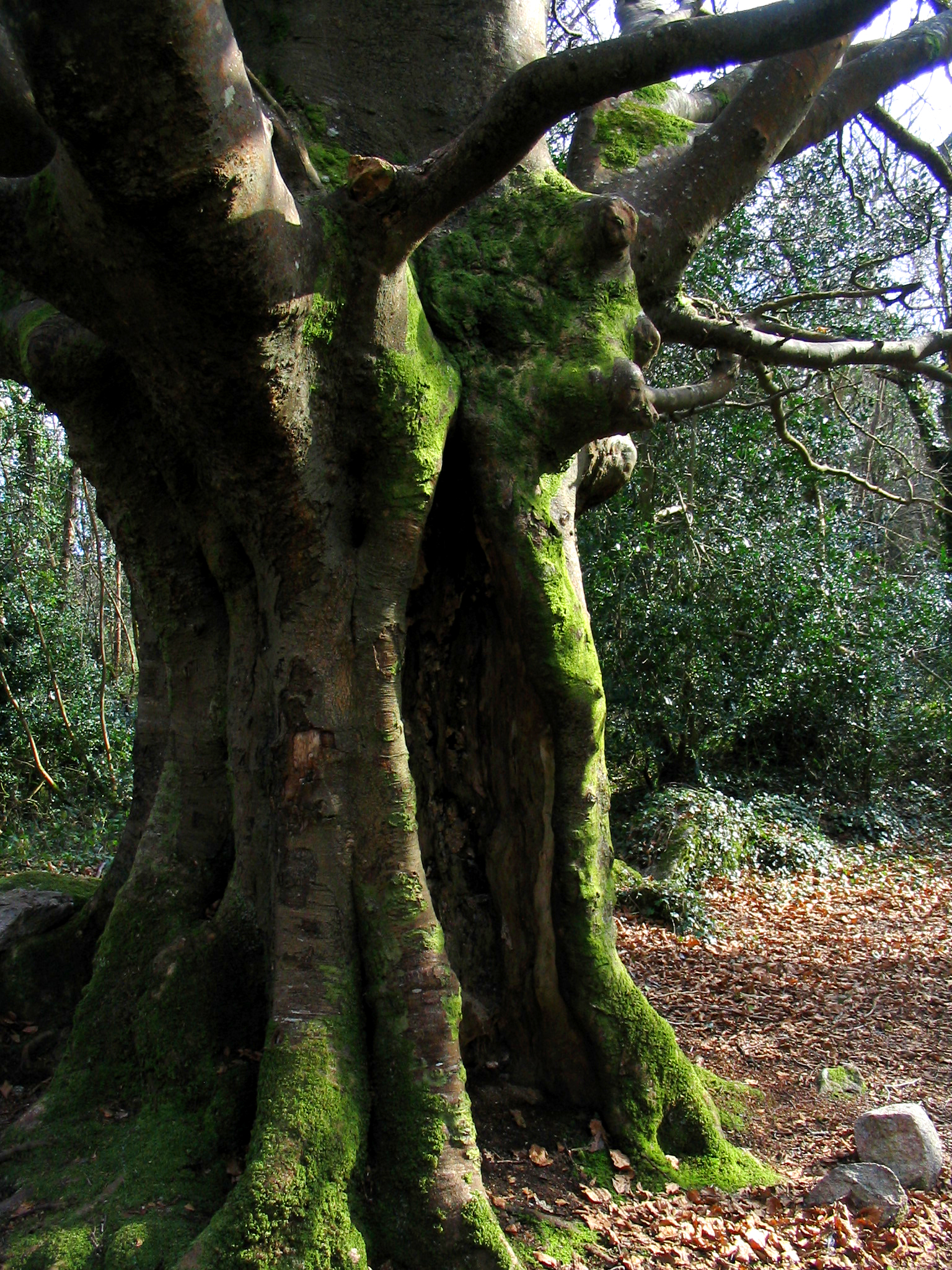 The Tree's Doorway - 1