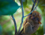 Tarsier by Ibrahim-K