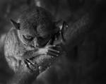 My Precious by Ibrahim-K
