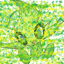 Pokemon: Celebi Shiny Pic.