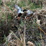 Northern Shoveler Pair