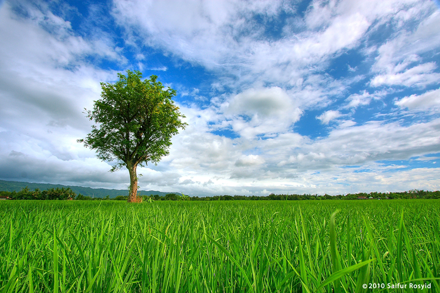 Sebuah Sudut Persawahan Di Sel By Roshvisual On Deviantart Sebuah Sudut Persawahan Di Sel By Roshvisual On Deviantart