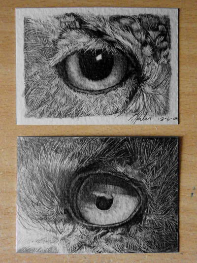 owl eye ACEO