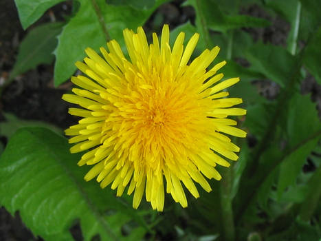 dandelion