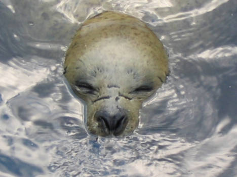 gasping seal