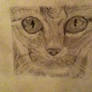 Cat pencil drawing