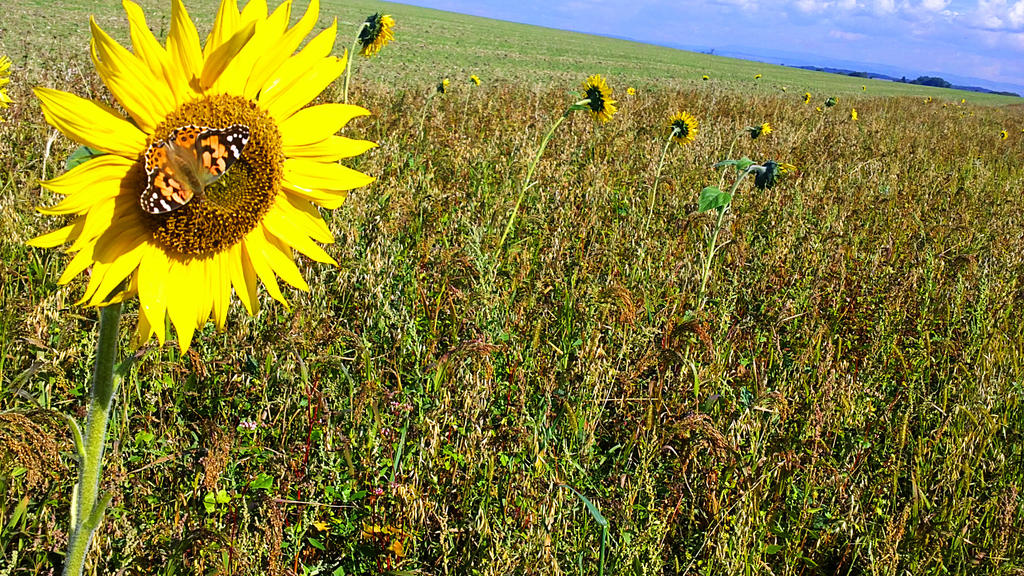 Sunflower