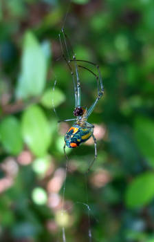Gorgeous Spider