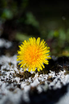 Sun like a dandelion