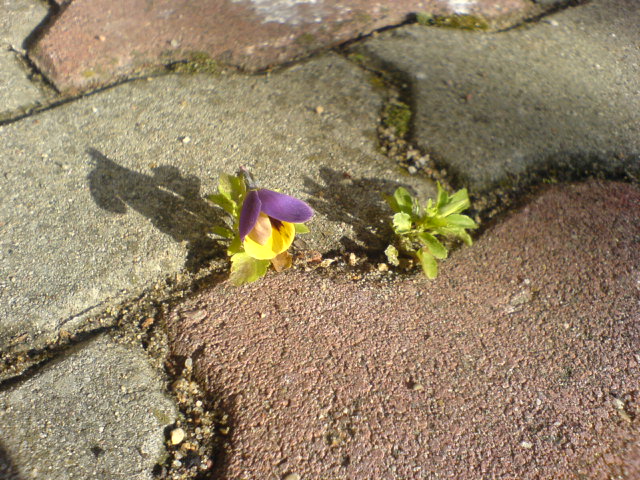 Pavement flower