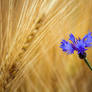 Cornflower