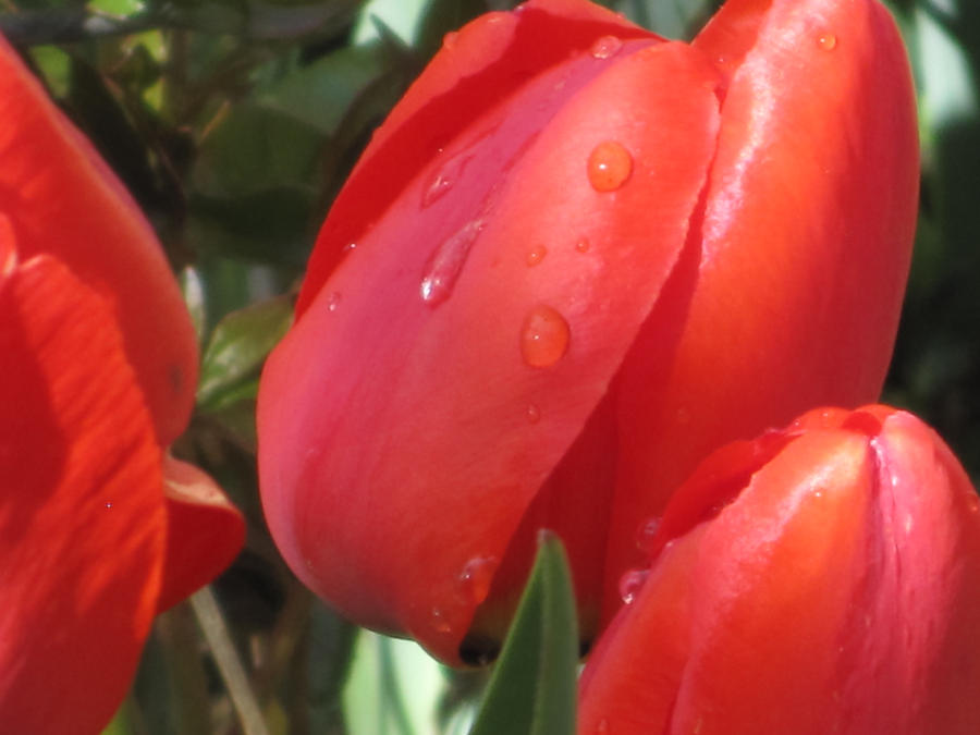 Tulip Dew