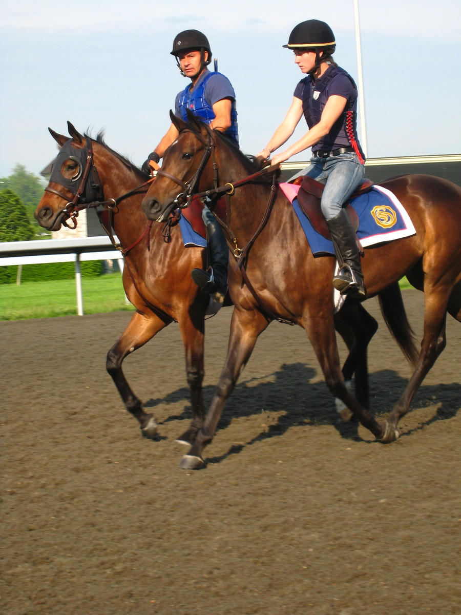 Training Horses