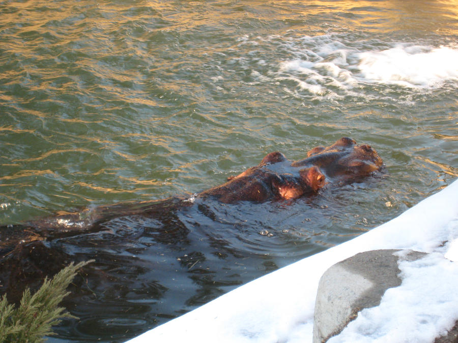 Hippo Submersion