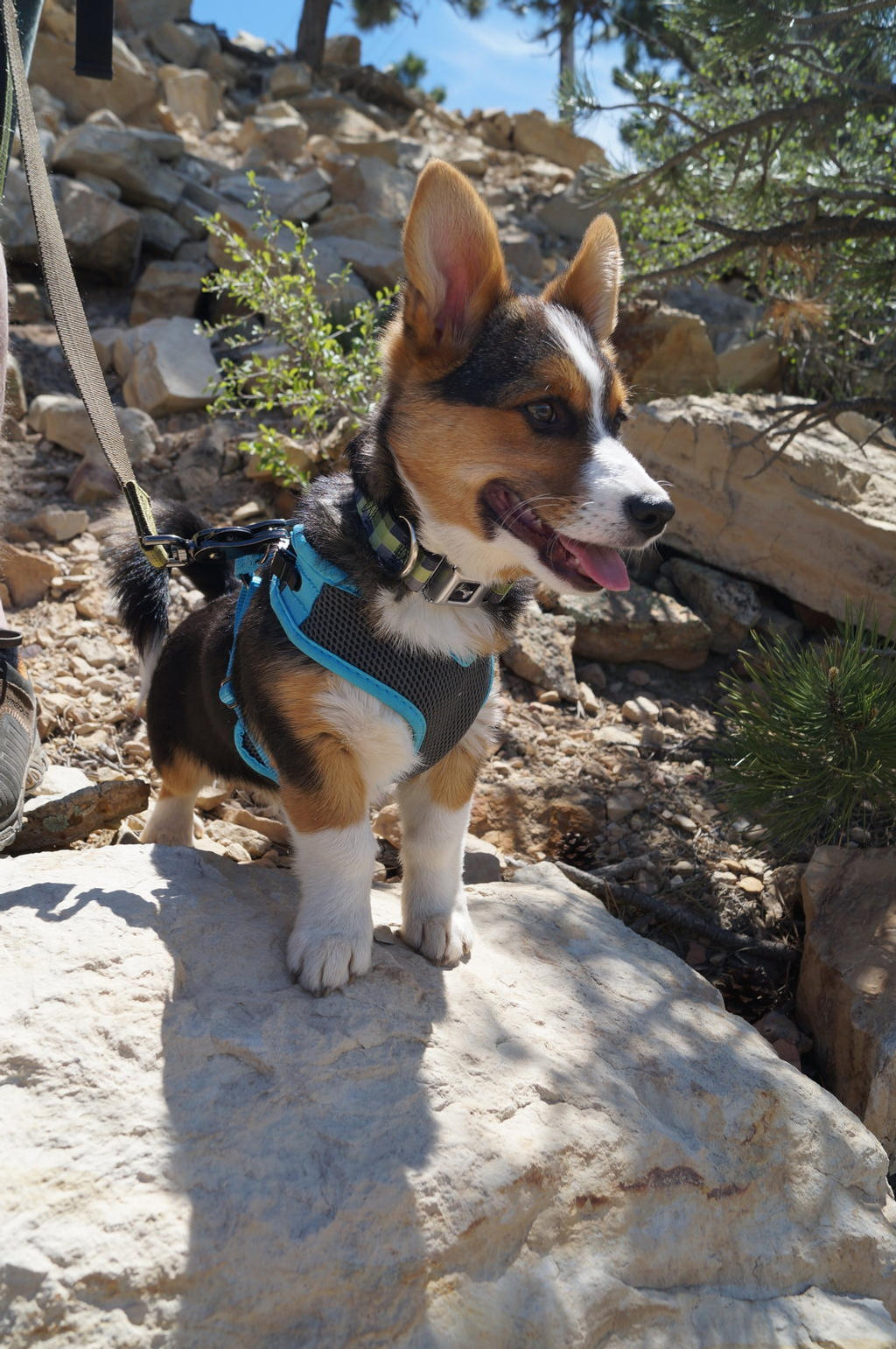 Rocky climber