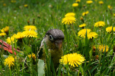 Tiny Tim in the Dandelions by shinigamisgem