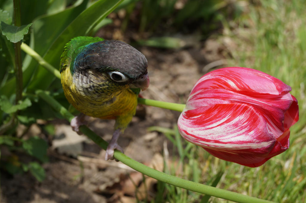 Tiny Tulip Comparison