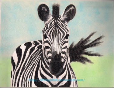 Zebra