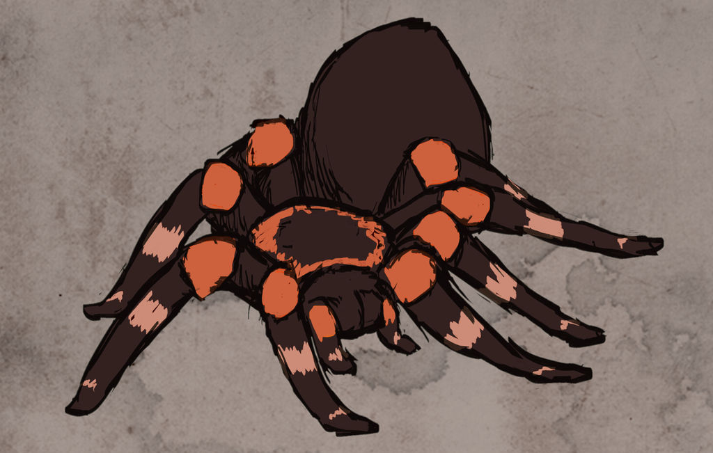 Tarantula Deviantart Tarantula by vireosy on DeviantArt