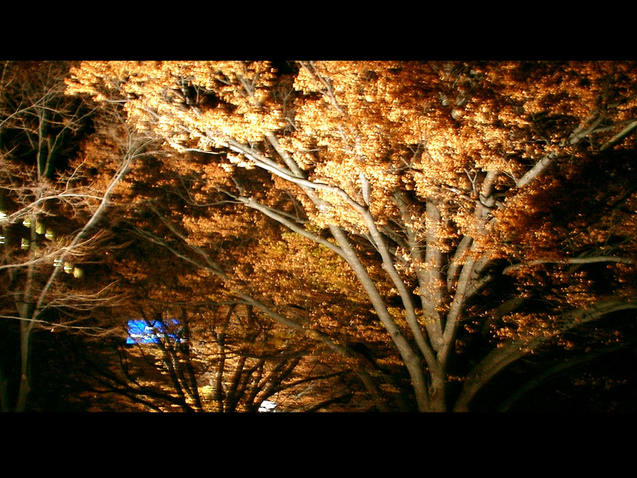 Park Trees at Night