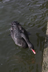 A Black Swan