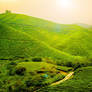 Tea Plantation - FOR SALE