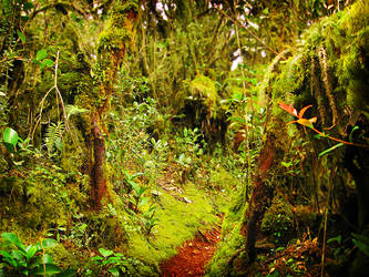 Mossy Forest - FOR SALE