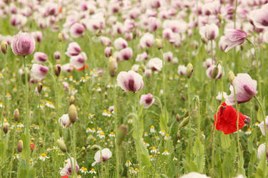 Rouge poppy amongst the pink