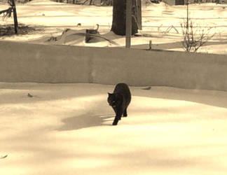 Kitty in the pool