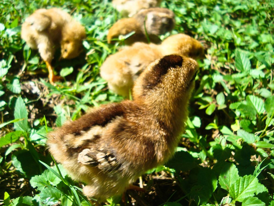 Baby Chicks