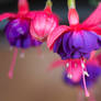 Fuchsia magellanica