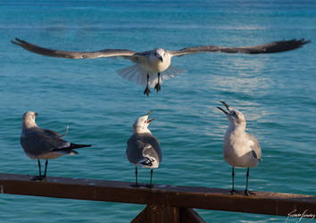 Seagulls