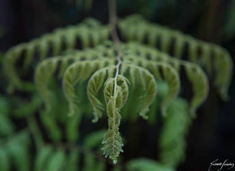 Fern