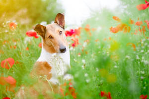 The Poppy Queen