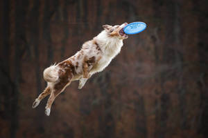 Frisbee mania!