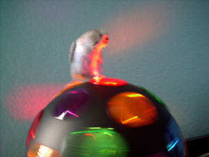 Disco Parakeet