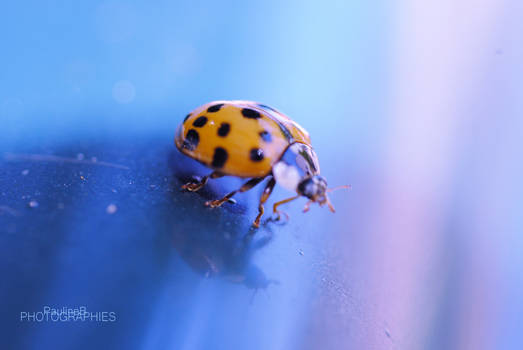 Coccinelle