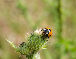 Ladybug