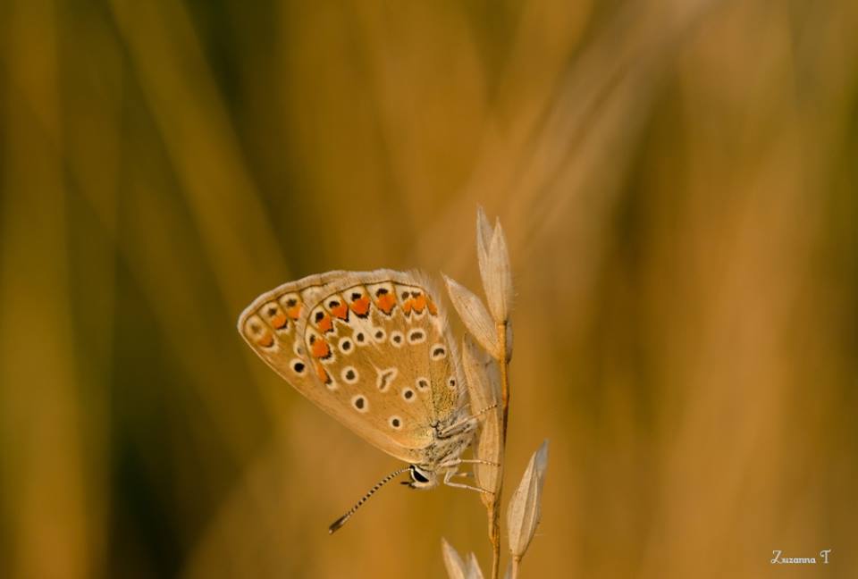 butterfly at sunset