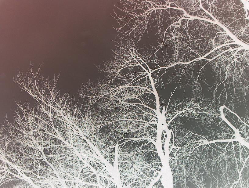 Negative Tree by duckymaster69 on DeviantArt