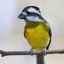 Crested Shrike-tit