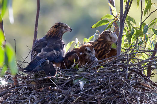 Square Tailed Kite family