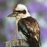 Laughing Kookaburra