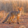 European red fox