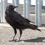 Crow