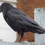 Crow ii