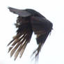 Crow iv
