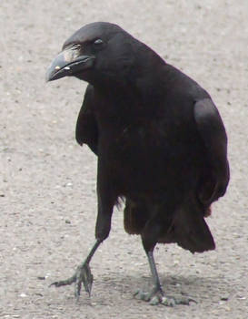 Crow v