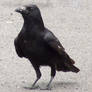 Crow vi