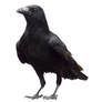 Crow vi (cut out)